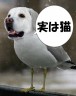 だったらおもしろいなｗ画像