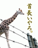 キリンの首は長いが象は鼻が長い。画像