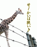 正しくは　せ～かいはせ～まい　せ～かいはお～なじ画像
