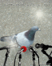 鳩の記者会見画像