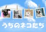 うちのネコたち画像