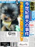 ヨーキーのきなこ画像