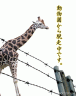 皆、捕まえて！