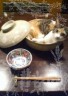鍋ねこ画像