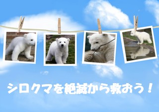 空の写真 - 絶滅する前に、シロクマを助けよう！