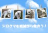 絶滅する前に、シロクマを助けよう！画像