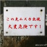 ムスカサン画像