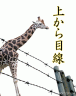 キリンは、高いよね・・・