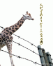 キリンのとある一日