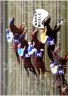 鼻毛の差で勝ちました画像