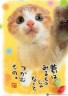 ねこちゃんの言うことお聞き画像