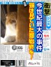 猫は見ていた画像