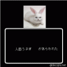 人面うさぎ画像