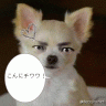 おやじチワワ画像
