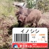 本日の特売品！