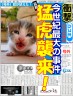 猛虎画像