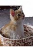 にゃ～画像