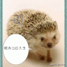 　まねっこハリネズミ～画像