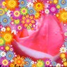 グレースケーリーの薔薇画像