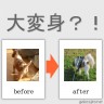 キャバリア　クッキーの成長！！