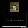 シャーマンキャット画像