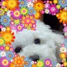しょふぃたんでしゅ画像
