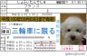 しょふぃたんでしゅ画像