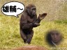 猿も、大好き雄輔です♪画像