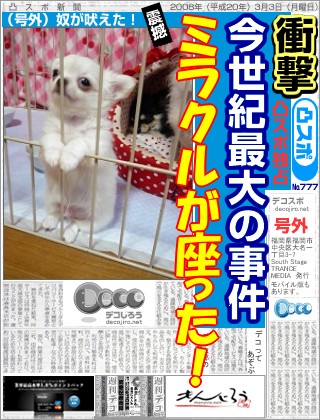 スポーツ新聞 - チワワのお座り。。。