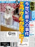 チワワのお座り。。。画像