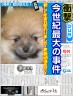 私の家の永遠の犬画像
