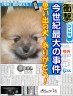 私の家の永遠の犬画像