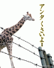 このキリンは正直だな。