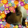 もヴぉふぉふぉふぉも画像