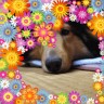おんわーーんろん画像