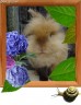 さうさう画像