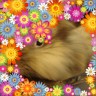 うううささ画像