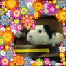 もるーーーーーぽいーーーぴーーー画像