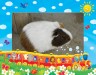 もんもんるるんぼん画像
