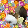 うさもるるるももんんん画像