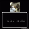 うさーーーもるうっるるる画像