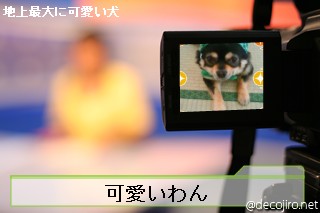 ニュース - どろぼ～犬