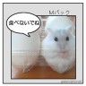 ハムからのお願い画像
